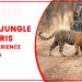 Best Jungle Safaris To Experience In India